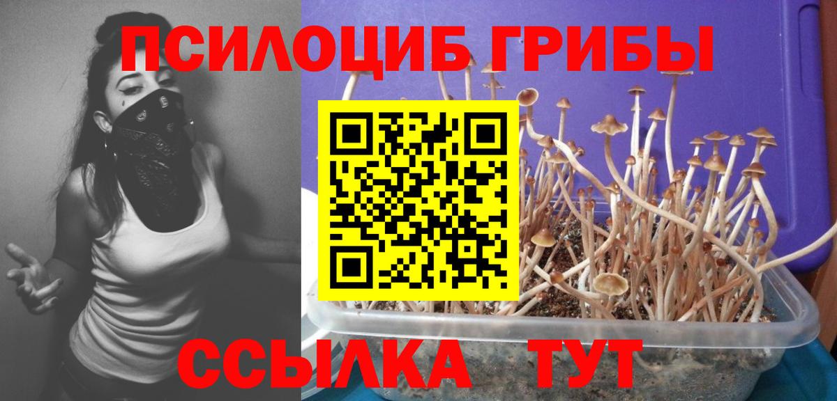 Галлюциногенные грибы Psilocybine cubensis Орёл